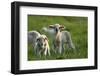 Merino Sheeps, Lambs-Ronald Wittek-Framed Photographic Print