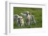 Merino Sheeps, Lambs-Ronald Wittek-Framed Photographic Print