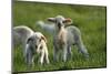 Merino Sheeps, Lambs-Ronald Wittek-Mounted Photographic Print