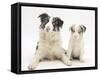 Merle Border Collie Dog with Puppy, 6 Weeks-Mark Taylor-Framed Stretched Canvas