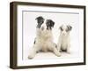 Merle Border Collie Dog with Puppy, 6 Weeks-Mark Taylor-Framed Photographic Print