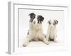 Merle Border Collie Dog with Puppy, 6 Weeks-Mark Taylor-Framed Photographic Print