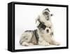 Merle Border Collie Puppies Playing-Mark Taylor-Framed Stretched Canvas