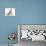 Merle Border Collie Puppies Playing-Mark Taylor-Stretched Canvas displayed on a wall