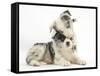Merle Border Collie Puppies Playing-Mark Taylor-Framed Stretched Canvas