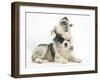 Merle Border Collie Puppies Playing-Mark Taylor-Framed Photographic Print