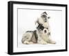 Merle Border Collie Puppies Playing-Mark Taylor-Framed Photographic Print