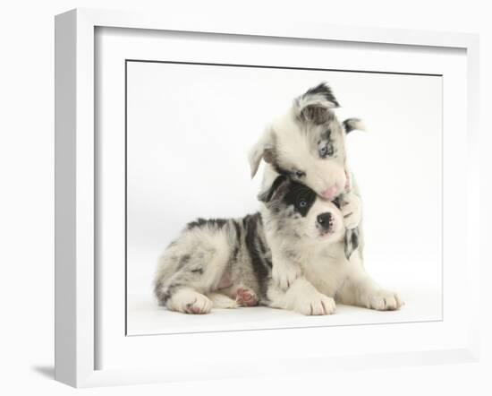 Merle Border Collie Puppies Playing-Mark Taylor-Framed Photographic Print