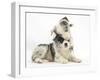 Merle Border Collie Puppies Playing-Mark Taylor-Framed Photographic Print