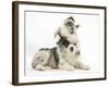 Merle Border Collie Puppies Playing-Mark Taylor-Framed Photographic Print