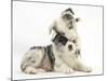 Merle Border Collie Puppies Playing-Mark Taylor-Mounted Photographic Print