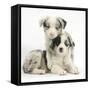 Merle Border Collie Puppies-Mark Taylor-Framed Stretched Canvas