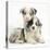 Merle Border Collie Puppies-Mark Taylor-Stretched Canvas