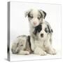 Merle Border Collie Puppies-Mark Taylor-Stretched Canvas