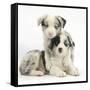 Merle Border Collie Puppies-Mark Taylor-Framed Stretched Canvas