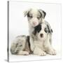 Merle Border Collie Puppies-Mark Taylor-Stretched Canvas
