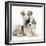 Merle Border Collie Puppies-Mark Taylor-Framed Premium Photographic Print