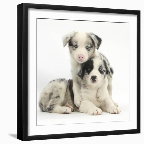 Merle Border Collie Puppies-Mark Taylor-Framed Premium Photographic Print