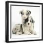 Merle Border Collie Puppies-Mark Taylor-Framed Premium Photographic Print