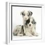 Merle Border Collie Puppies-Mark Taylor-Framed Premium Photographic Print