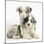 Merle Border Collie Puppies-Mark Taylor-Mounted Premium Photographic Print