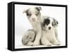 Merle Border Collie Puppies-Mark Taylor-Framed Stretched Canvas