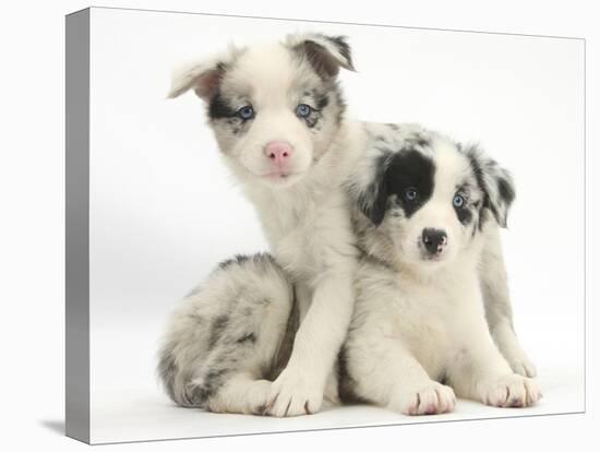 Merle Border Collie Puppies-Mark Taylor-Stretched Canvas