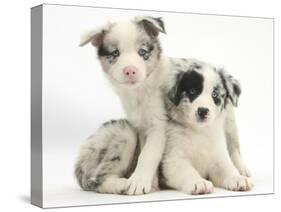 Merle Border Collie Puppies-Mark Taylor-Stretched Canvas