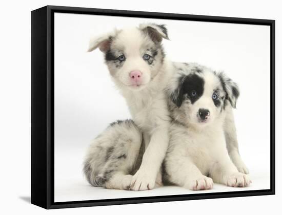 Merle Border Collie Puppies-Mark Taylor-Framed Stretched Canvas