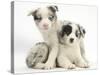 Merle Border Collie Puppies-Mark Taylor-Stretched Canvas