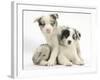 Merle Border Collie Puppies-Mark Taylor-Framed Photographic Print