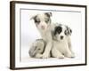 Merle Border Collie Puppies-Mark Taylor-Framed Photographic Print