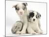 Merle Border Collie Puppies-Mark Taylor-Mounted Photographic Print