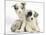 Merle Border Collie Puppies-Mark Taylor-Mounted Photographic Print