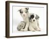 Merle Border Collie Puppies-Mark Taylor-Framed Photographic Print