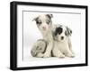 Merle Border Collie Puppies-Mark Taylor-Framed Photographic Print