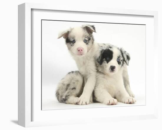 Merle Border Collie Puppies-Mark Taylor-Framed Photographic Print