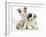 Merle Border Collie Puppies-Mark Taylor-Framed Photographic Print