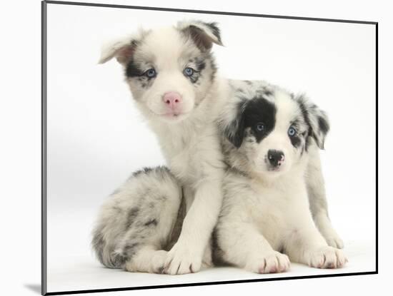 Merle Border Collie Puppies-Mark Taylor-Mounted Photographic Print