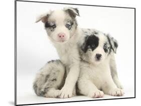 Merle Border Collie Puppies-Mark Taylor-Mounted Photographic Print