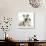 Merle Border Collie Puppies-Mark Taylor-Photographic Print displayed on a wall