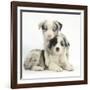 Merle Border Collie Puppies-Mark Taylor-Framed Photographic Print