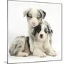 Merle Border Collie Puppies-Mark Taylor-Mounted Photographic Print