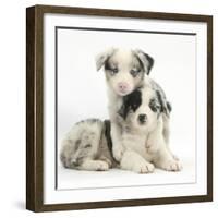 Merle Border Collie Puppies-Mark Taylor-Framed Photographic Print