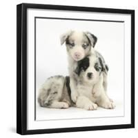 Merle Border Collie Puppies-Mark Taylor-Framed Photographic Print