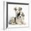 Merle Border Collie Puppies-Mark Taylor-Framed Photographic Print