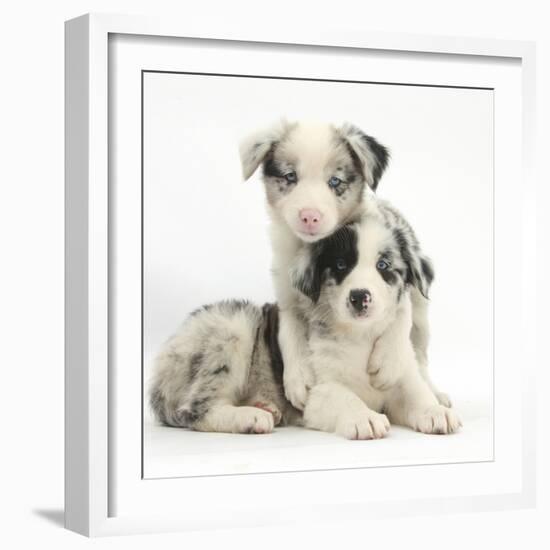 Merle Border Collie Puppies-Mark Taylor-Framed Photographic Print