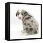 Merle Border Collie Puppy, 6 Weeks, Looking over His Shoulder-Mark Taylor-Framed Stretched Canvas