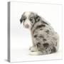 Merle Border Collie Puppy, 6 Weeks, Looking over His Shoulder-Mark Taylor-Stretched Canvas