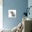 Merle Border Collie Puppy, 6 Weeks, Looking over His Shoulder-Mark Taylor-Photographic Print displayed on a wall